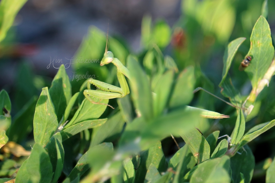 Mantis religiosa - imádkozósáska
