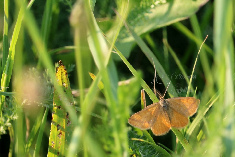 Lythria purpuraria - bíborsávos araszoló