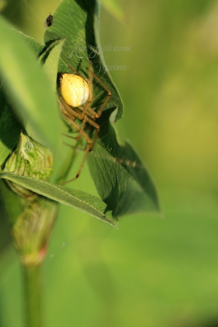 Enoplognatha ovata/latimana
