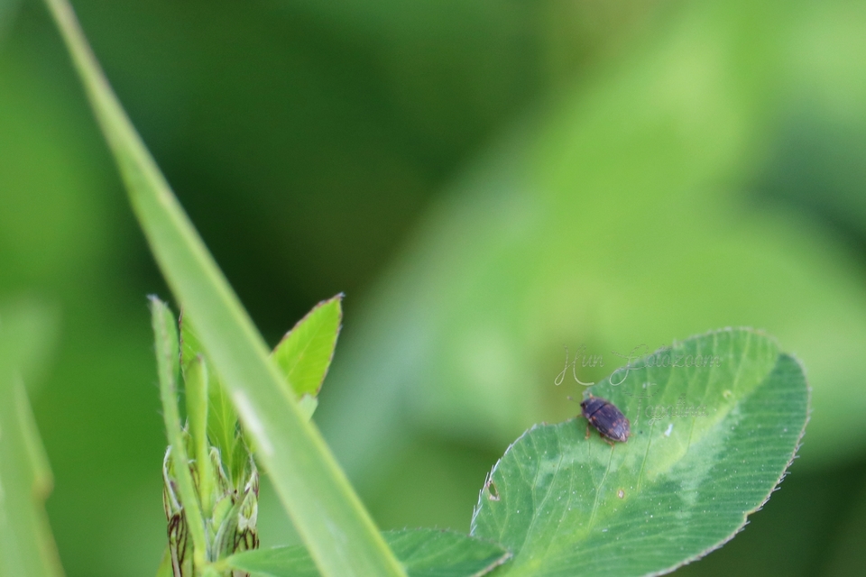 Nitidulidae - fénybogárfélék Nitidulidae - fénybogárfélék