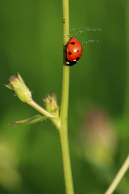 Coccinella septempunctata - hétpettyes katica