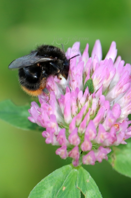 Bombus lapidarius - kövi poszméh
