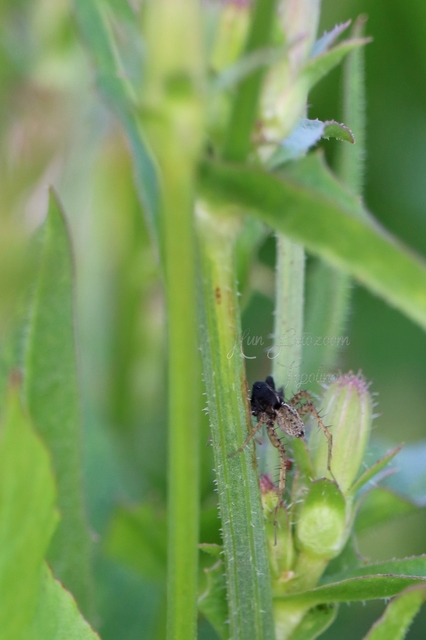 Pardosa