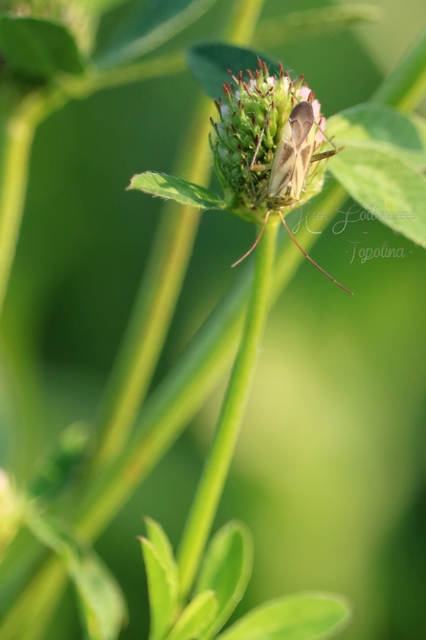 Adelphocoris lineolatus - lucernapoloska