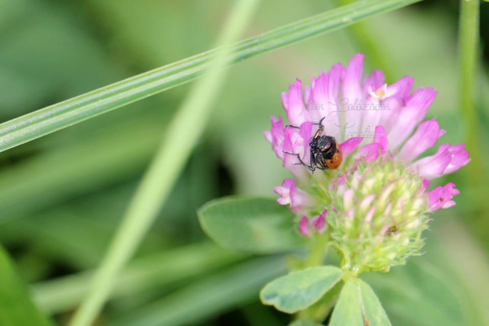 Labidostomis Labidostomis