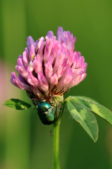 Cryptocephalus
