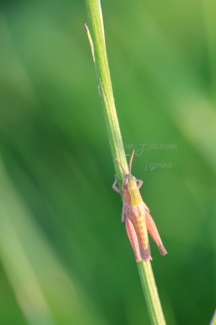 Chorthippus (Chorthippus) (subgenus)