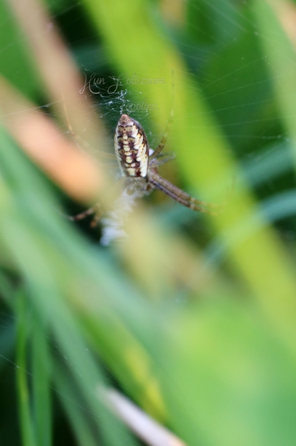 Argiope bruennichi - darázspók