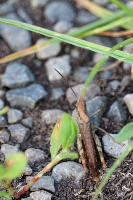 Chorthippus (Glyptobothrus) (subgenus)