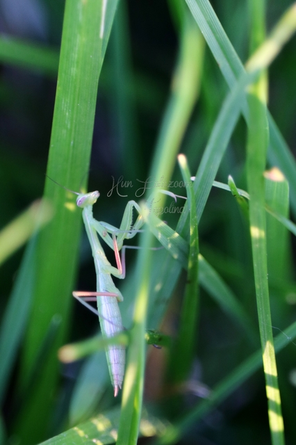 Mantis religiosa - imádkozósáska