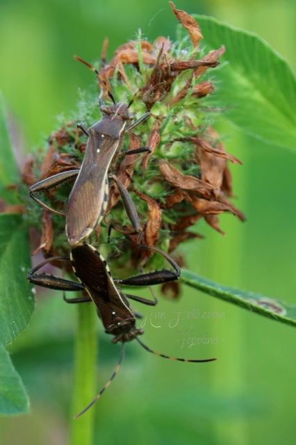 Camptopus lateralis - görbelábú karimáspoloska
