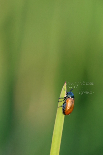 Labidostomis Labidostomis
