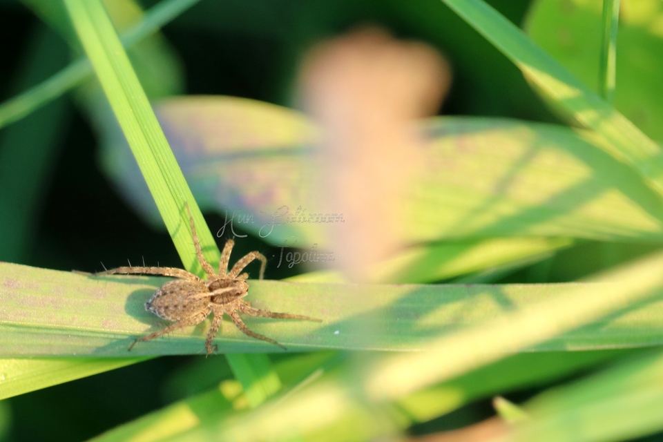 Pardosa