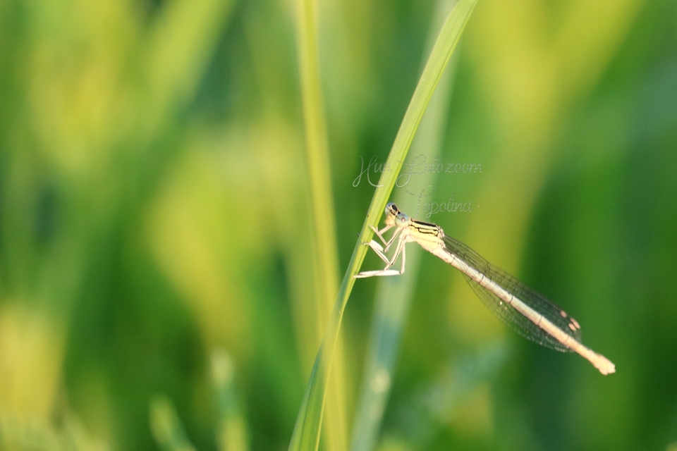 Platycnemis pennipes - széleslábú szitakötő