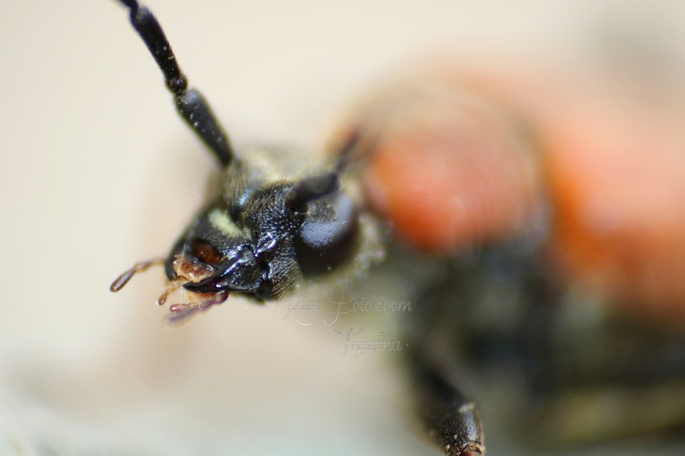 Stictoleptura rubra - vörös virágcincér