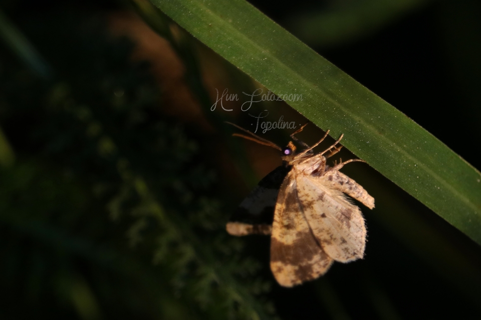 Ligdia adustata - barna levélaraszoló