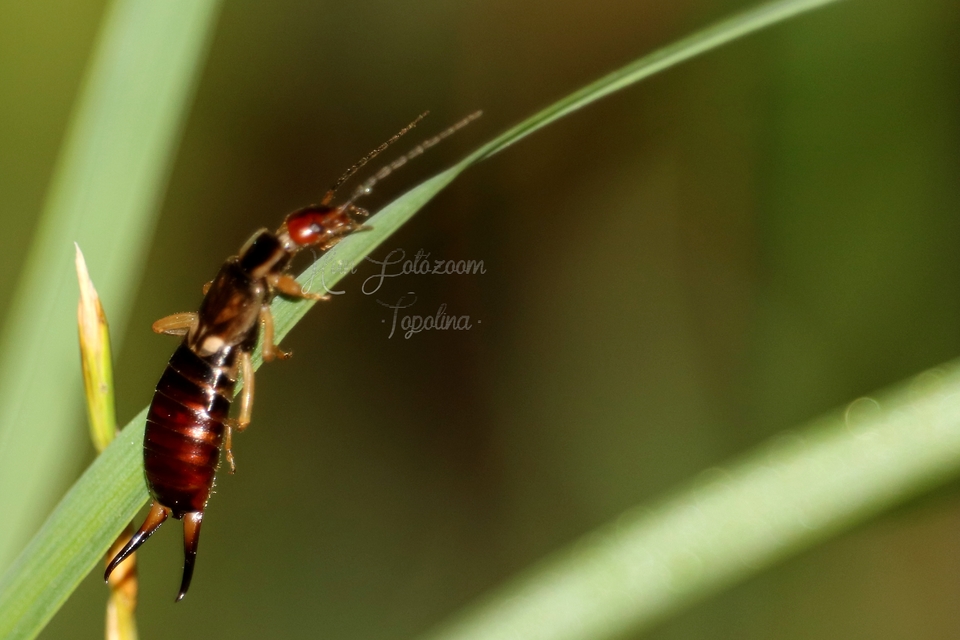 Forficula auricularia - közönséges fülbemászó