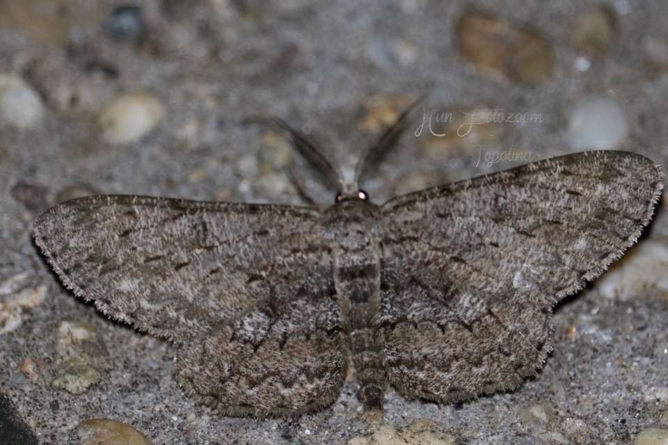 Hypomecis punctinalis - pettyes faaraszoló