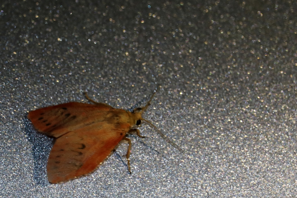 Miltochrista miniata - piros medvelepke