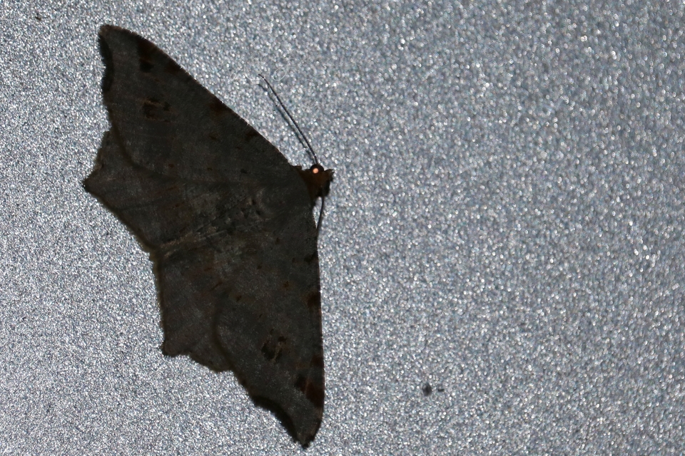 Macaria alternata - közönséges szürkearaszoló