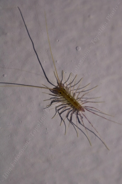 Scutigera coleoptrata - légyölő pókszázlábú