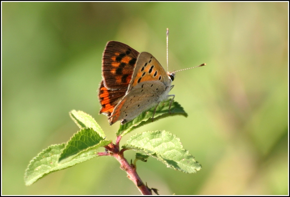 Lycaena phlaeas - közönséges tűzlepke