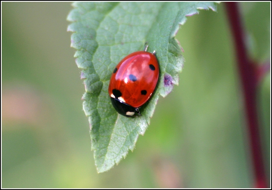 Coccinella septempunctata - hétpettyes katica
