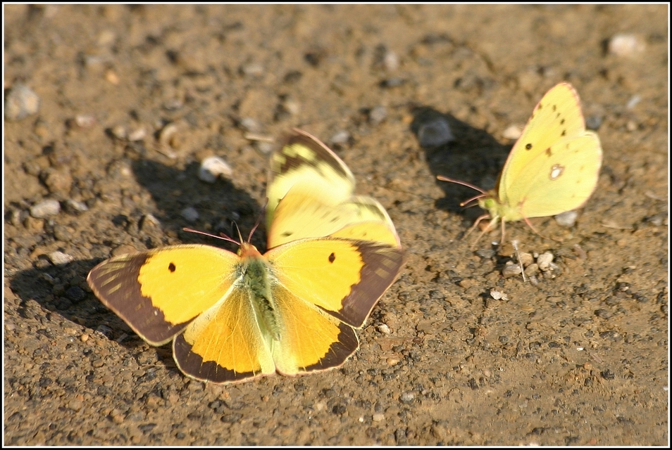 Colias croceus - sáfránylepke