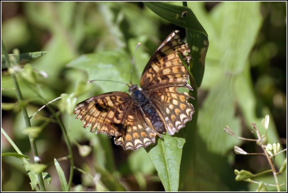 Melitaea phoebe - nagy tarkalepke