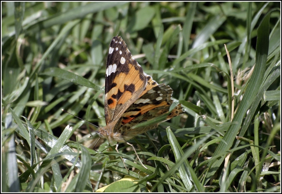 Vanessa cardui - bogáncslepke