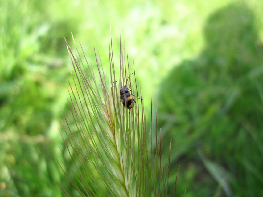 Cryptocephalus moraei - közönséges zömökbogár