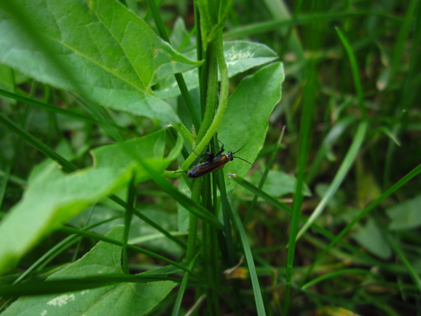 Oedemera femorata - sárgahátú álcincér