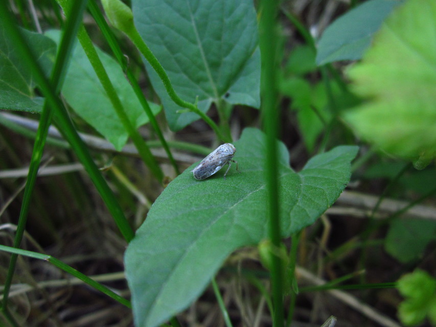 Cicadellidae - mezeikabócák