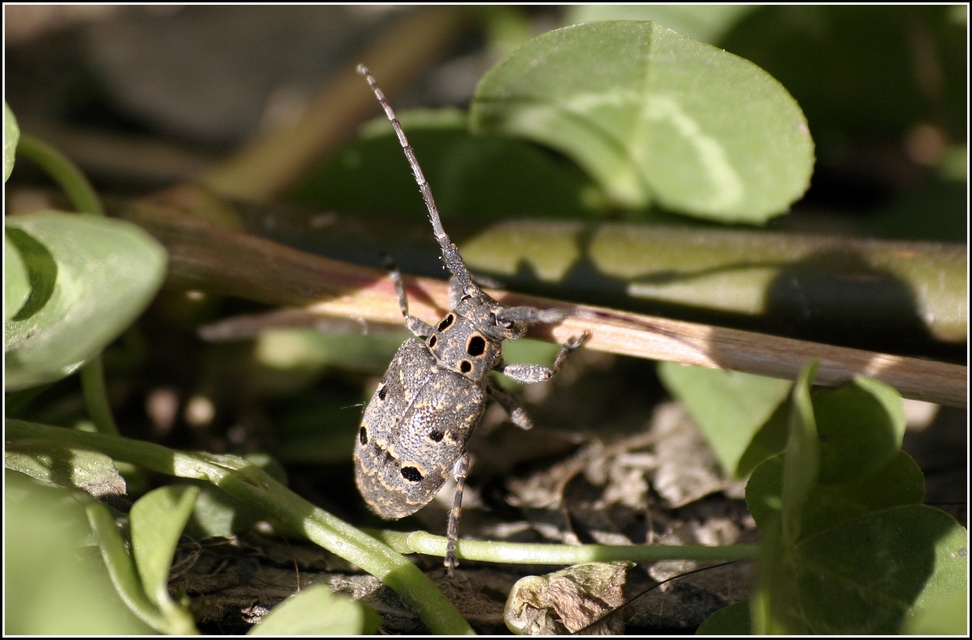 Mesosa curculionoides - szemfoltos cincér
