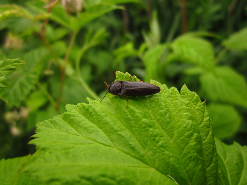 Melanotus crassicollis - vállas gyászpattanó