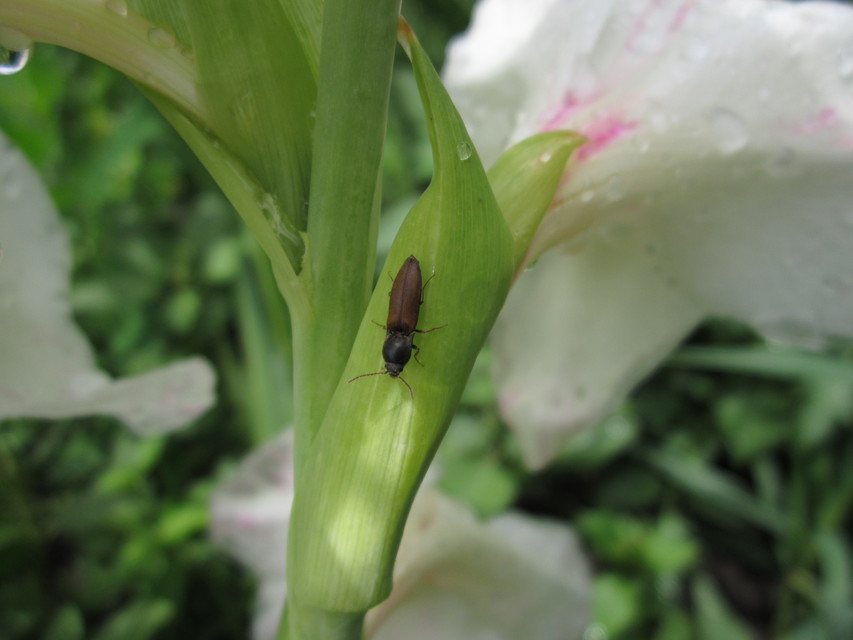 Agriotes ustulatus - mezei pattanó