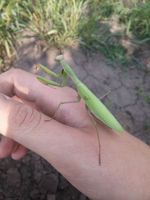 Mantis religiosa - imádkozósáska