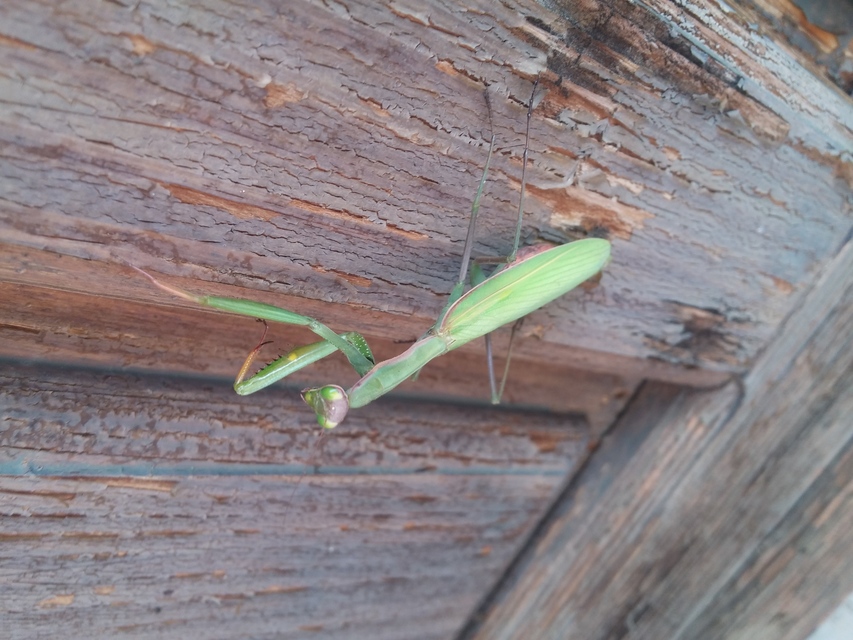 Mantis religiosa - imádkozósáska