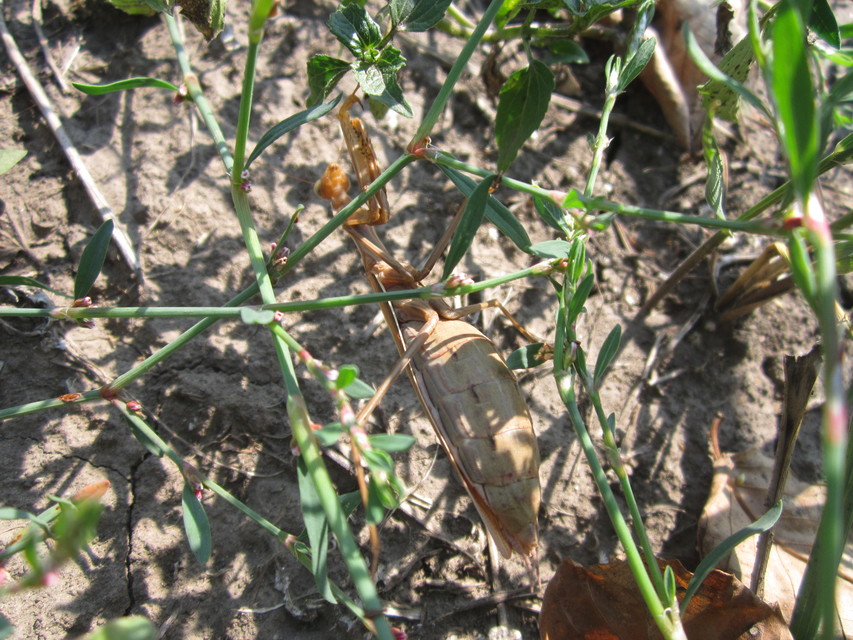 Mantis religiosa - imádkozósáska