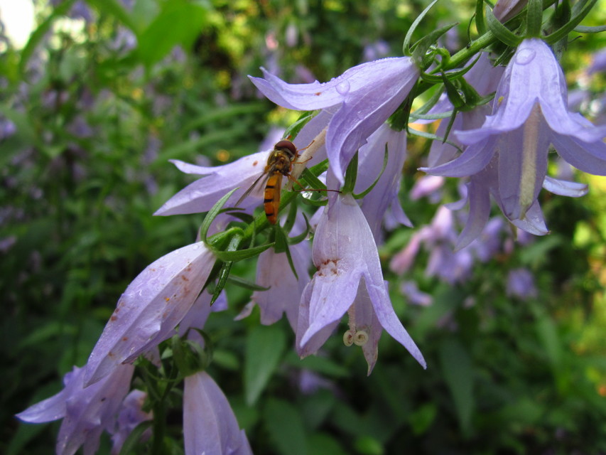 Episyrphus balteatus - ékfoltos zengőlégy