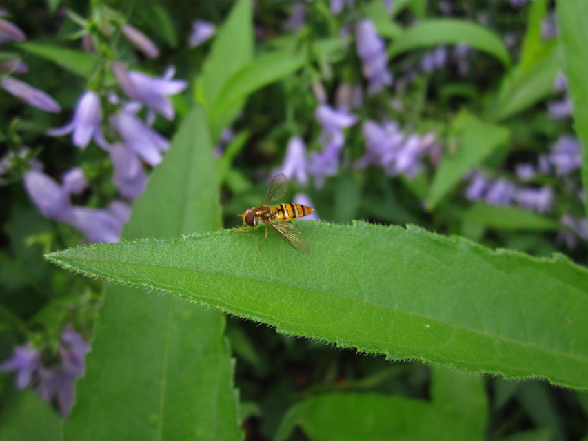 Episyrphus balteatus - ékfoltos zengőlégy