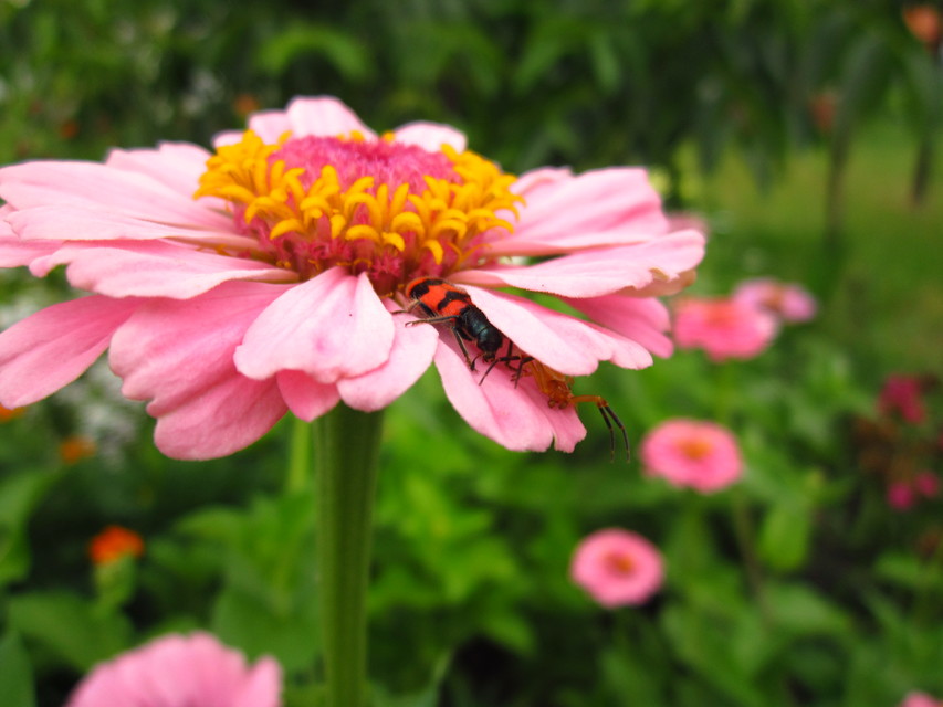 Trichodes apiarius - szalagos méhészbogár