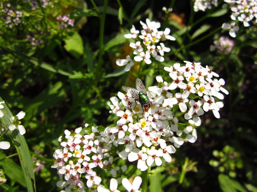 Lucilia
