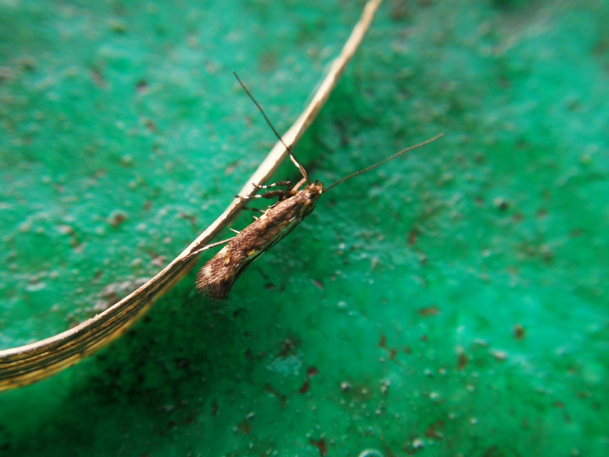 Calybites phasianipennella - lóromaknázó keskenymoly
