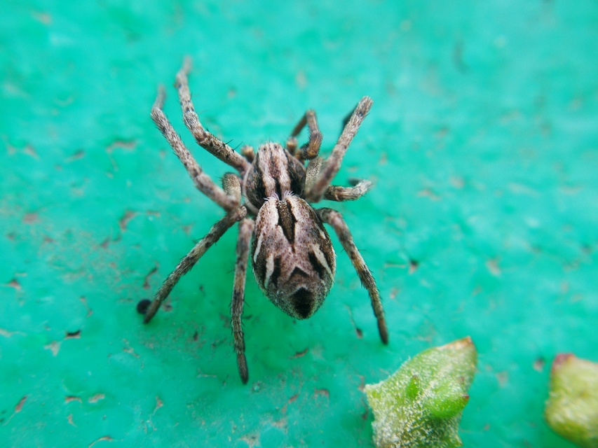 Rhysodromus histrio