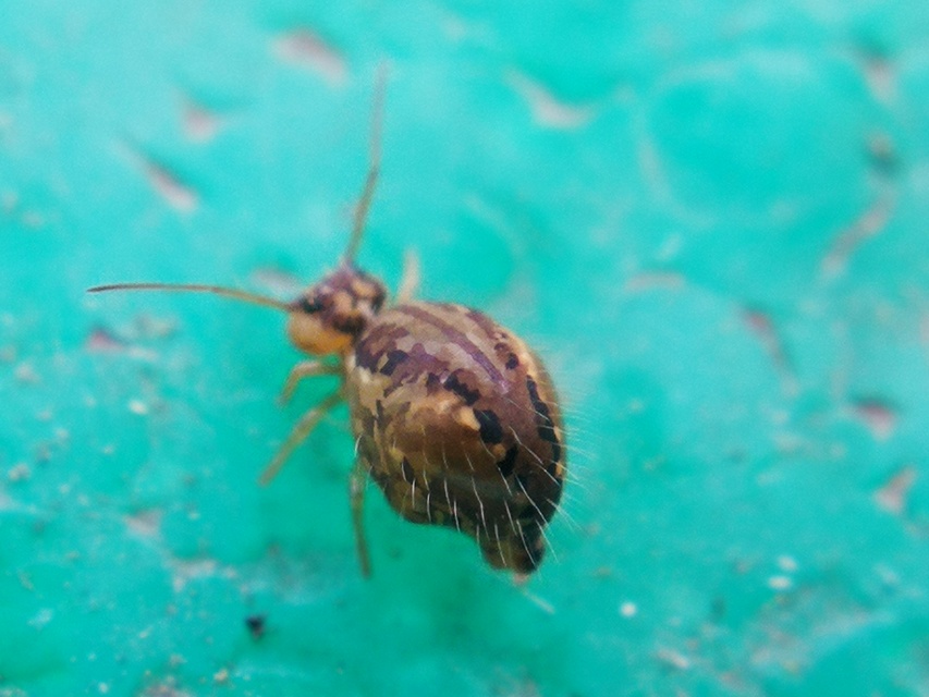 Sminthurus maculatus