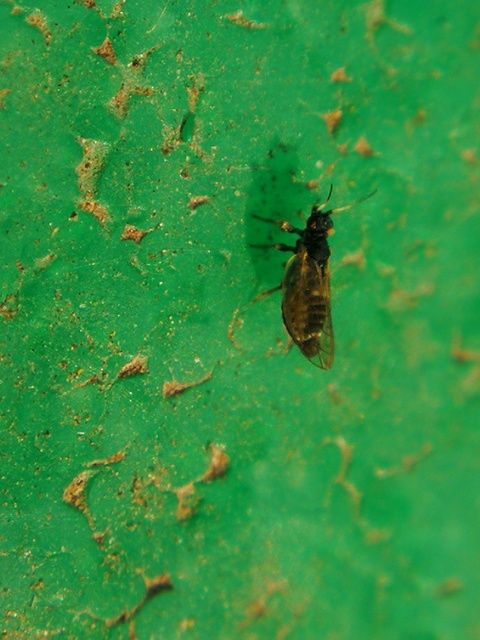 Psyllidae