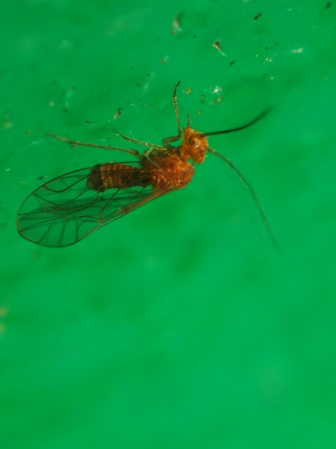Psocoptera - Fürgetetvek