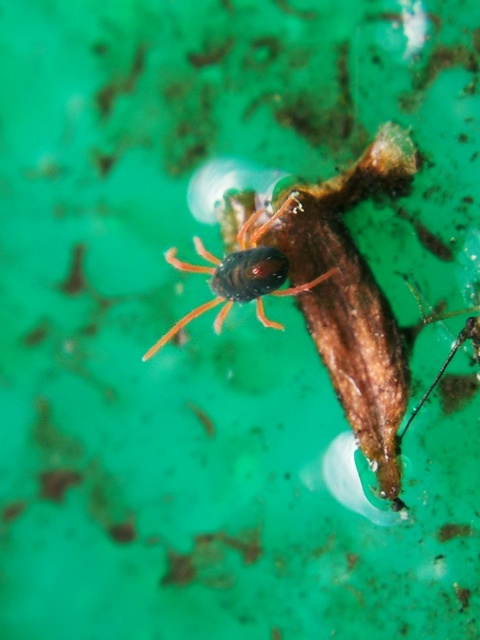 Penthaleus