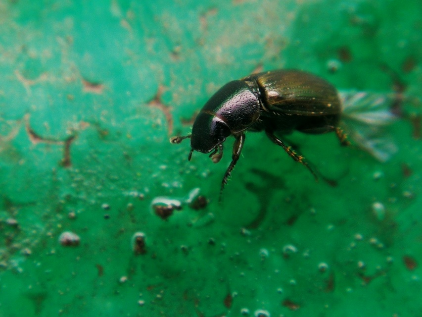 Aphodius obliteratus - sötétjegyű trágyabogár